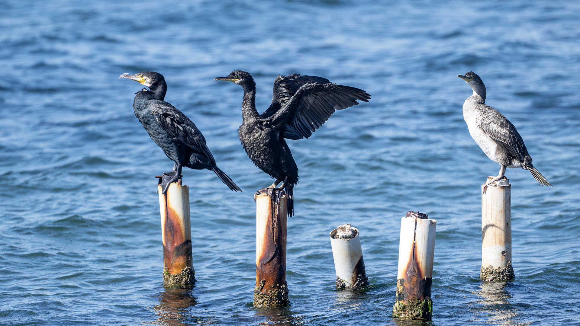 European Shag